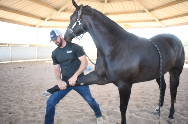horse-front-leg-stretch Dr. Mike stretching a horse's front leg.